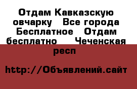 Отдам Кавказскую овчарку - Все города Бесплатное » Отдам бесплатно   . Чеченская респ.